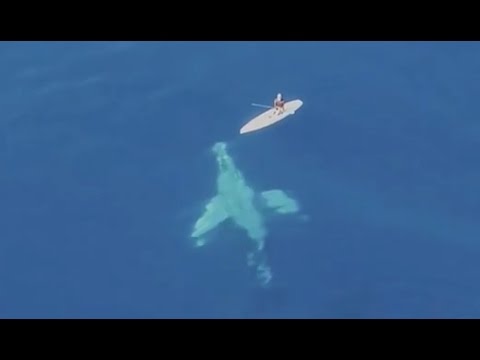 Paddle Boarders Incredible Encounter With Humpback Whale School