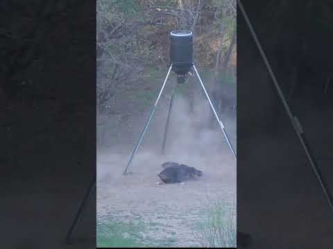 One Shot - Multiple Hogs Drop #boarhog #hunting #wildboar #hoghunting #texas