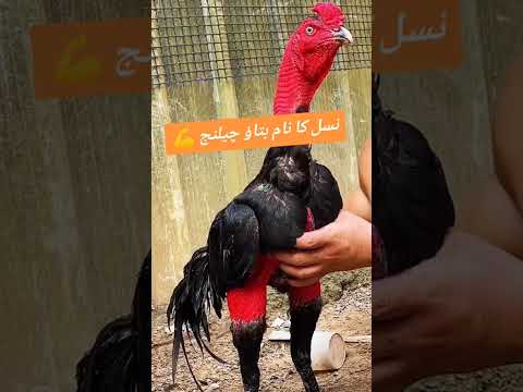 #aseelmurga #assel #chickenbreeds #birds #roosterfarm #cheenaaseel #chicken