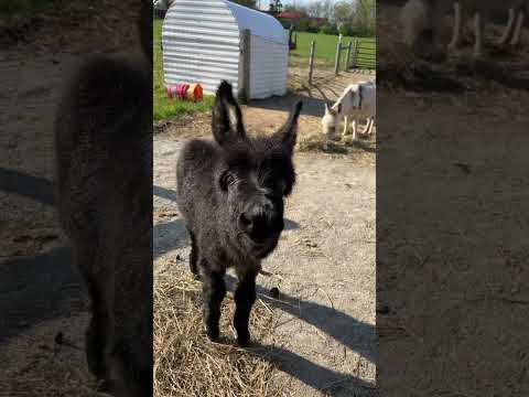 Baby donkeys first bray attempt #shorts #babydonkey #animals #donkeys #farmlife #therapy