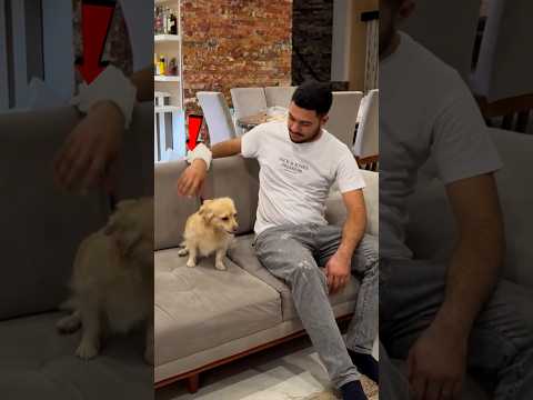 ये Dog Confused क्यों हो जाता है