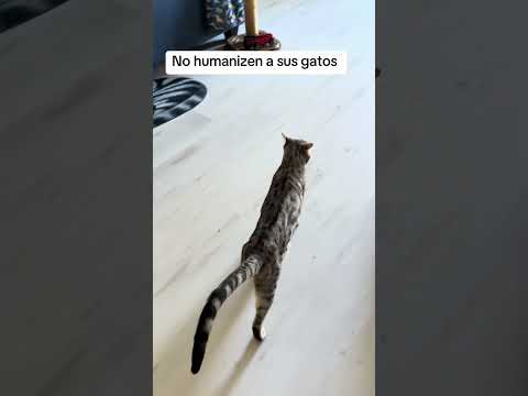 Leonardo es un humano en cuerpo de gato
