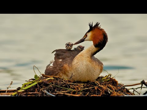 Weed Dance of Great Crested Grebes, Nesting and Chick Care