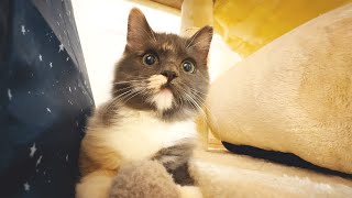 まだ子猫なのに突然死しました。　【ペットショップの現実】　　Pet Plus/ペットプラス