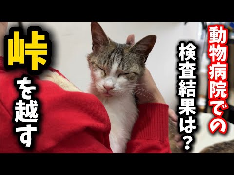 猫の動画サムネイル - 保護した猫の体調についてご報告したい事があります