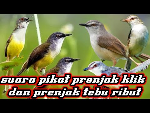suara pikat prenjak klik prenjak sawah  mix prenjak tebu atau meong ribut ampuh pikat burung liar