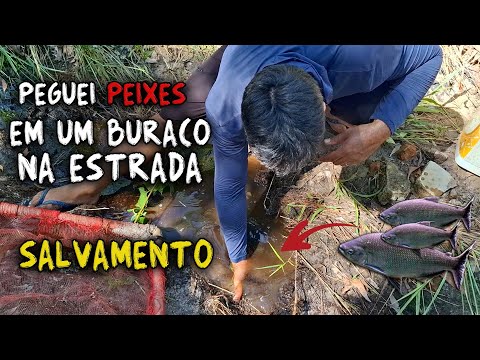 SALVEI PEIXES EM UM BURACO NA ESTRADA