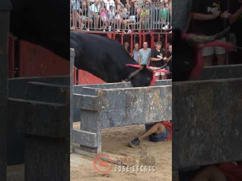 Vaca muy brava salta el cajón a por Salveta