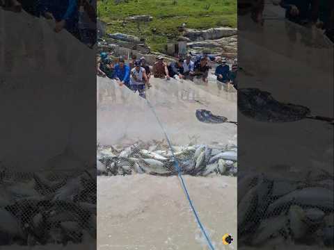 🎣 Grande Captura de Cavalas em Arraial do Cabo: Emoção e Fuga Inesperada! ⚓️🇧🇷 ##shorts