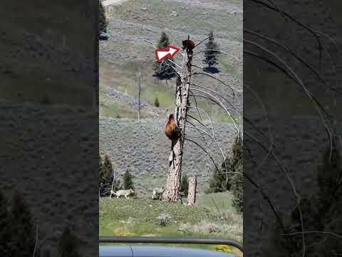 A bear cub has climbed a tree to avoid a wolf attack. 🐻🐺 #shorts