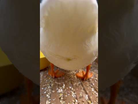 飼い主を吸い寄せるフワフワ。Fluffy call ducks that captivate their owner.