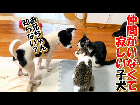 【ﾌﾞﾘｰﾀﾞｰﾚｽｷｭｰ　繁殖猫　保護犬】去勢手術しました＋元繁殖猫初めて遊びました