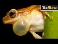 Frog Biology and Environmental Impact