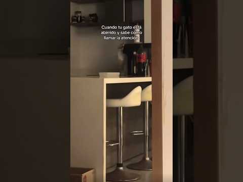 Simba y sus travesuras #cat #simba #gatos #catshorts #humor