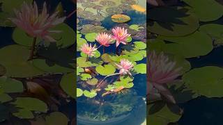 Water lilies in Beverly Hills park #waterlily #flowers #nature #shorts #shortvideo