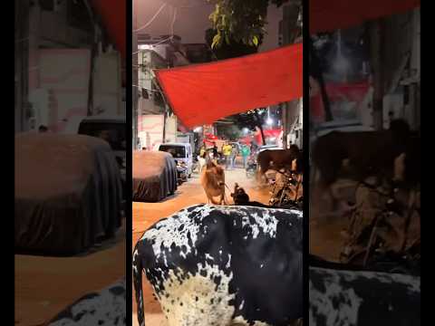 2026 Dangerous Cow ๐ฑ๐ #shorts #youtubeshorts #qurbani #bakraeid #eiduladha #foryou #explore #sad