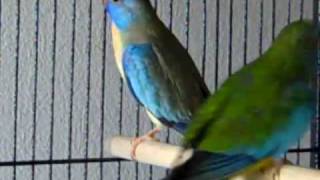 Splendid Grass Parakeets