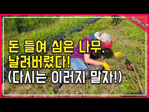 제가 감나무를 베어버린 이유... 그리고 재발 방지 끝판왕 제초매트 설치방법