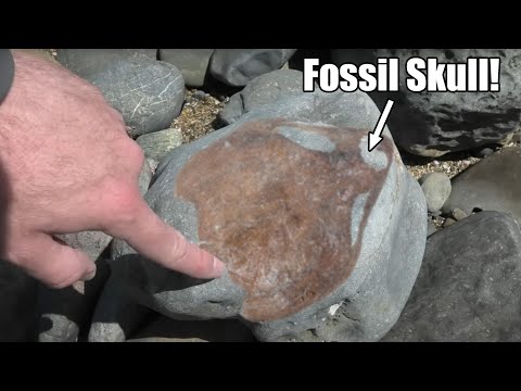 I found a large fossil skull and it could be a new species [My rarest fossil yet]