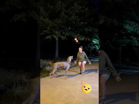 This girl wants her dog back #cat #shortvideo