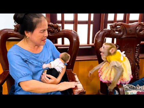 Monkey Kaka doesn't like her grandma holding Monkey Mit