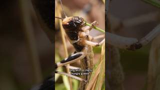 Locusts Have an Appetite for Destruction | #DeepLook #Shorts #locusts
