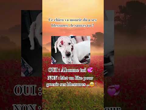 va tu le sauver ? #youtubeshorts #challenge #chien