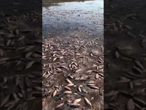 A huge graveyard of dead fish has formed in floodwaters in southern Ukraine