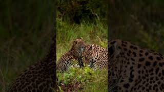 From Irritation to Affection — Leopard Mom & Cub