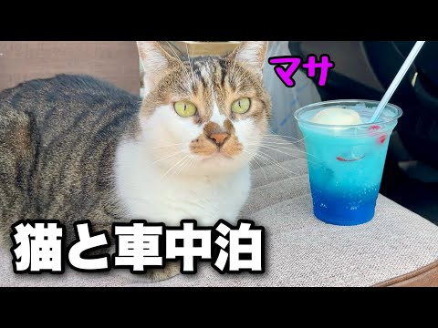【猫と夏の車中泊旅】あなたの知らない千葉県を猫のマサと巡る旅｜佐原の町並みと香取神宮