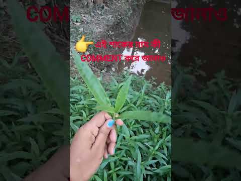 এই শাকের নাম কী। #shorts