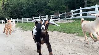 Goat kids run to bed