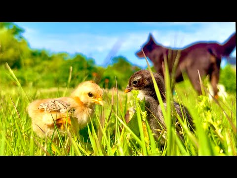 猫の動画サムネイル - 極小ヒヨコが徐々に。。