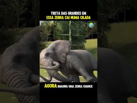 Essa zebra caiu numa cilada #animais #wildlife #africa #shorts