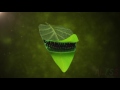 Chlorophyll and Photosynthesis Concepts