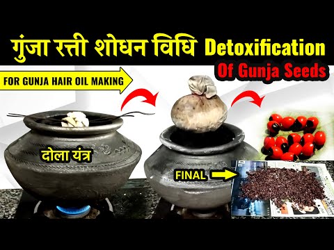 गुंजा रत्ती शोधन विधि || detoxification of Gunja || Detoxification of Abrus precatorius L. seeds