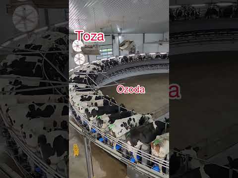 Shu kunlarda Sigirlarda Mastit koʻp uchramoqda