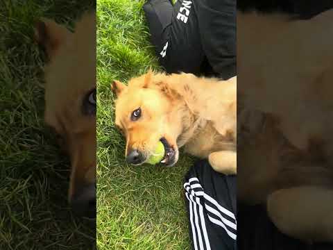 #PesEdiyorum 🧿🐶💛