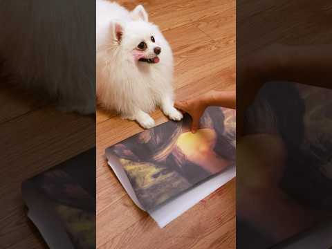 Monalisa’s unmysterious smile #nico #smartnico #funny #dog #cute