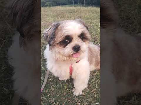 mera dil ka chen #bollywood #viral #ekmotahathighumechala #pets