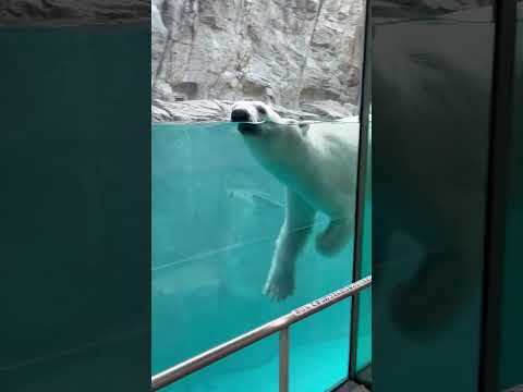 モモ泳ぐ！ #ホッキョクグマ #polarbear