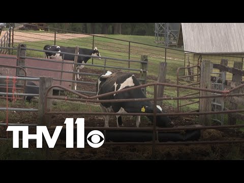YouTube video thumbnail: Arkansas Farm at Risk of Closing as Government Shutdown Continues
