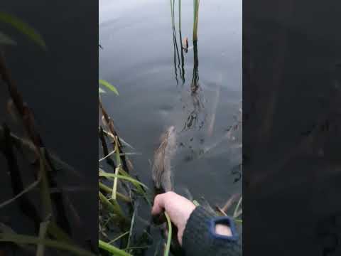 Gedde fiskeri - catch and release ???????? #shorts #fishing #gedde #pike #catchandrelease