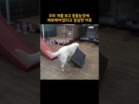 우리 개를 보고 동물농장에 신고해야겠다고 마음먹은 이유