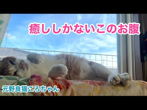 ころちゃんとゆきとママの今・・・激動の一年