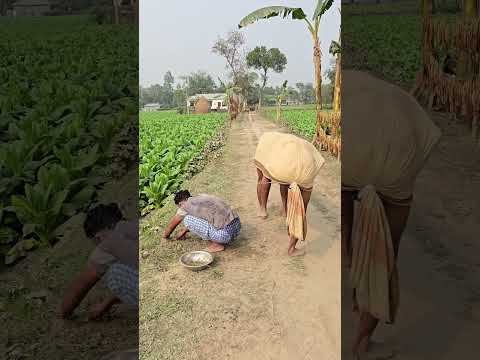 The cow got into trouble with the man while walking along the road.