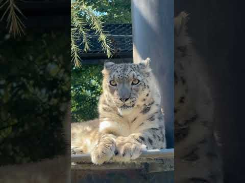 アサヒちゃんとユキヒョウのかわいいショート動画 大森山動物園2025年9月撮影 サムネイル