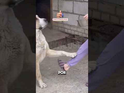 A MENINA FOI ALIMENTAR SEUS ALABAIS...