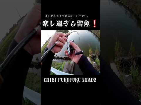 やっぱり雷魚は楽しい❕#shorts #bassfishing #雷魚 #ライギョ #おかっぱり #右巻き大好き