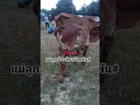 #ตลาดนัดโคกระบือ #cow #วัว #ราคาวัววันนี้ #ราคาวัวล่าสุด #